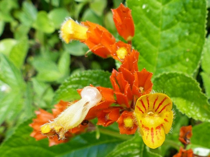 Chrysothemis pulchella