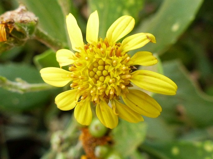 Chrysanthemoides monilifera subsp. rotundata