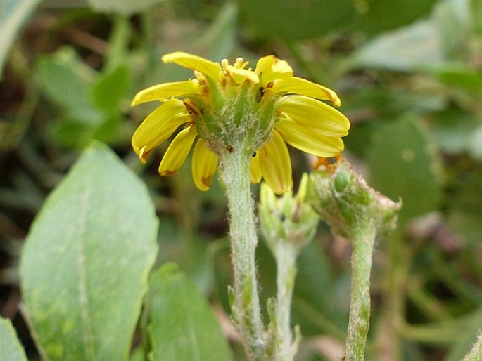 Chrysanthemoides monilifera subsp. rotundata