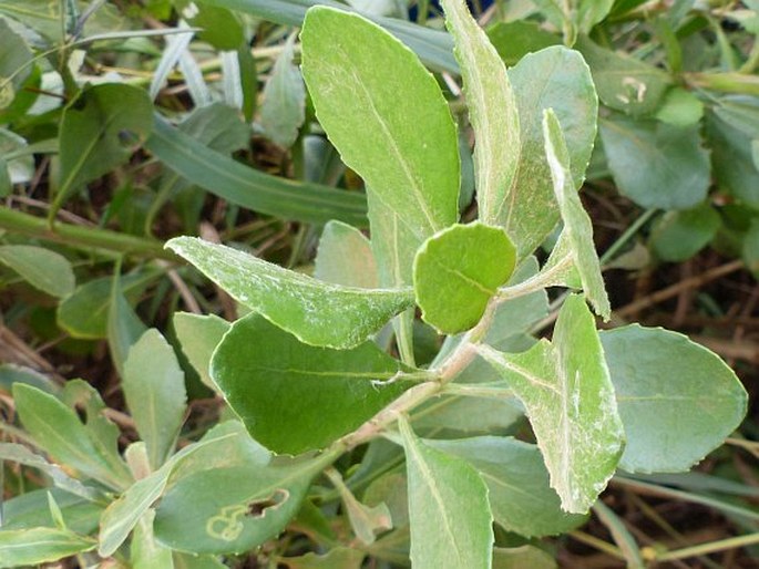 Chrysanthemoides monilifera subsp. rotundata