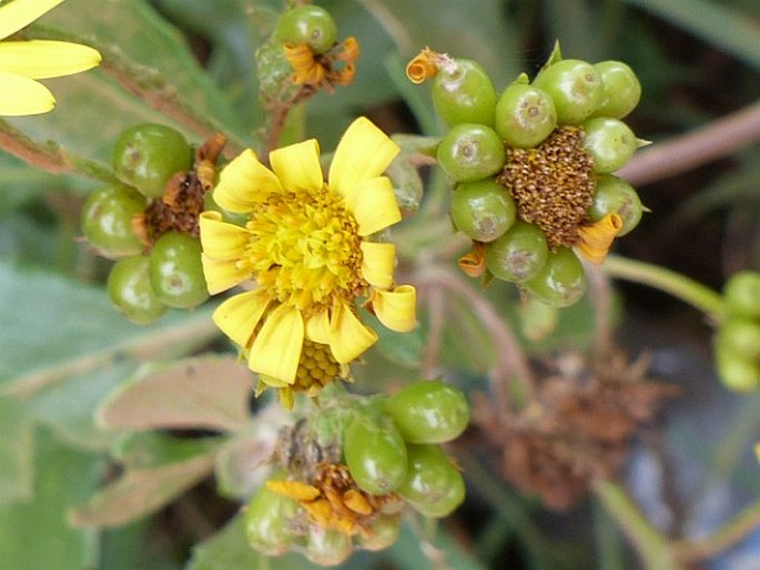 Chrysanthemoides monilifera subsp. rotundata