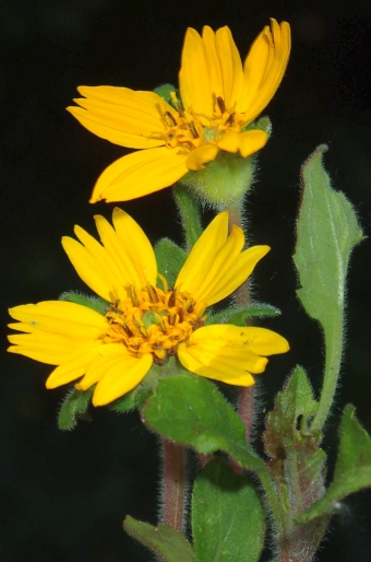 Chrysogonum repens