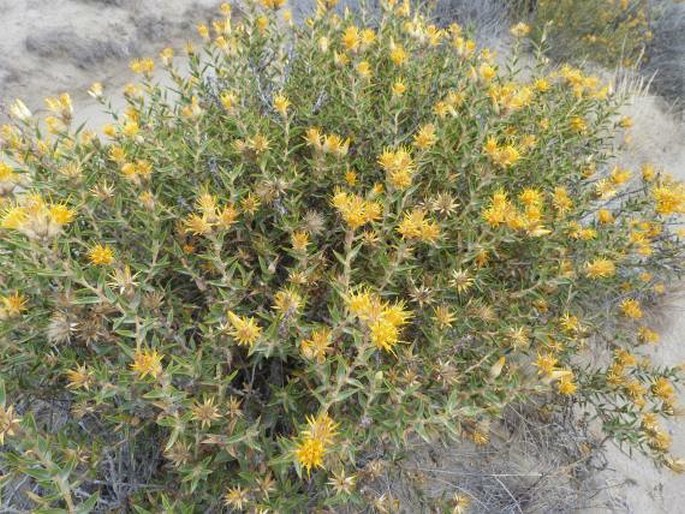 Chuquiraga avellanedae