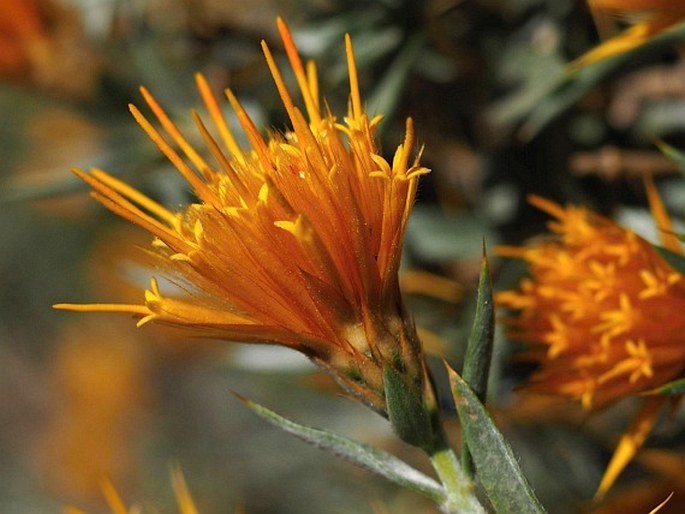 Chuquiraga oppositifolia