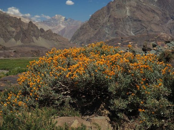 Chuquiraga oppositifolia