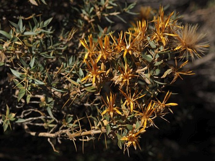 Chuquiraga oppositifolia