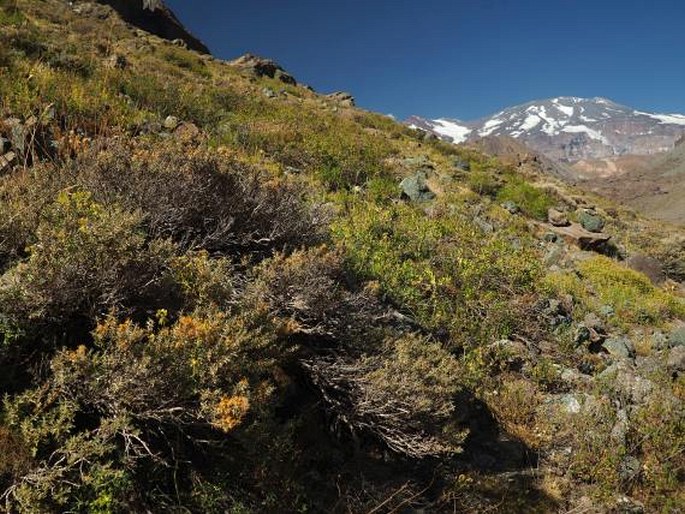 Chuquiraga oppositifolia