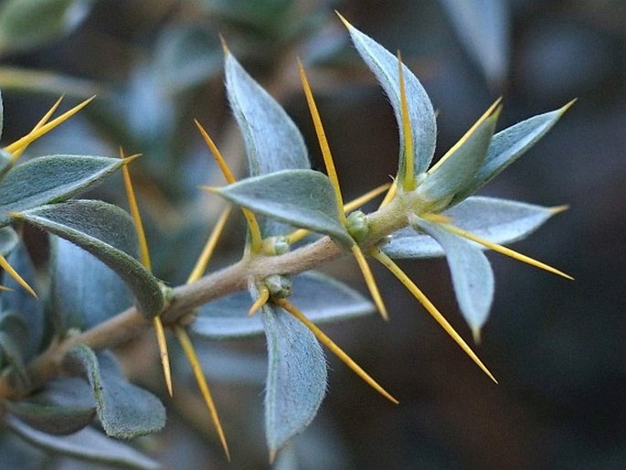 Chuquiraga oppositifolia