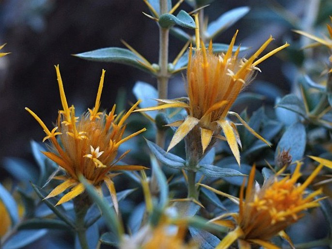 Chuquiraga oppositifolia