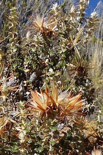 Chuquiraga spinosa