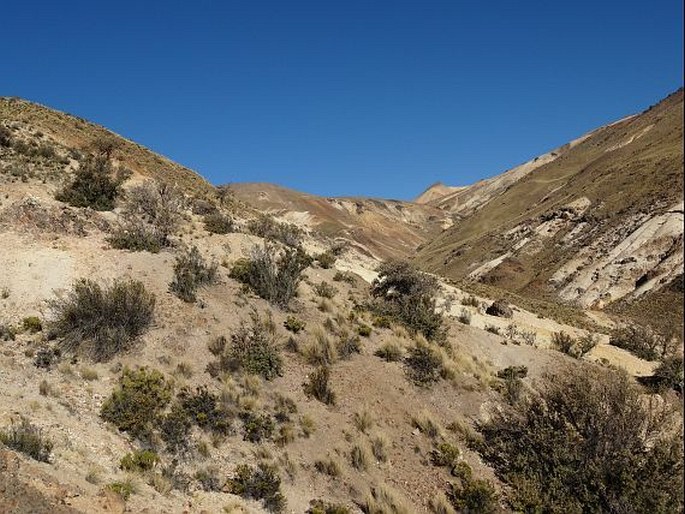 Chuquiraga spinosa