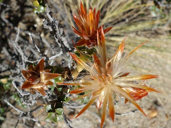 Chuquiraga spinosa