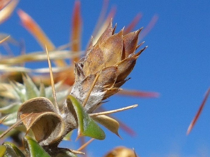 Chuquiraga spinosa