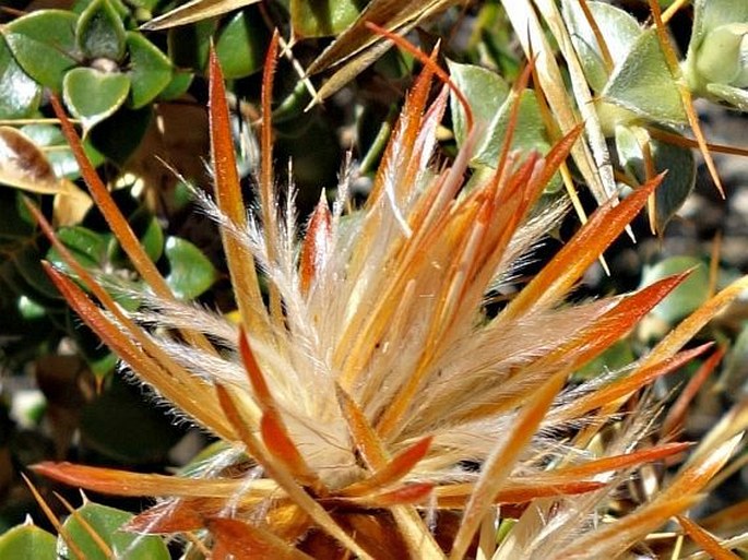 Chuquiraga spinosa