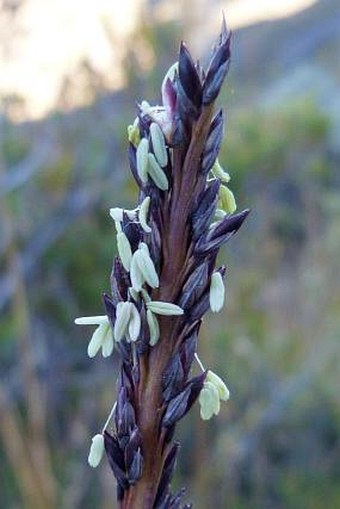 Chusquea subtessellata