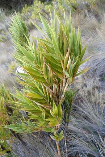 Chusquea subtessellata