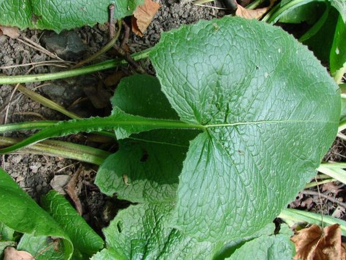 Cicerbita macrophylla