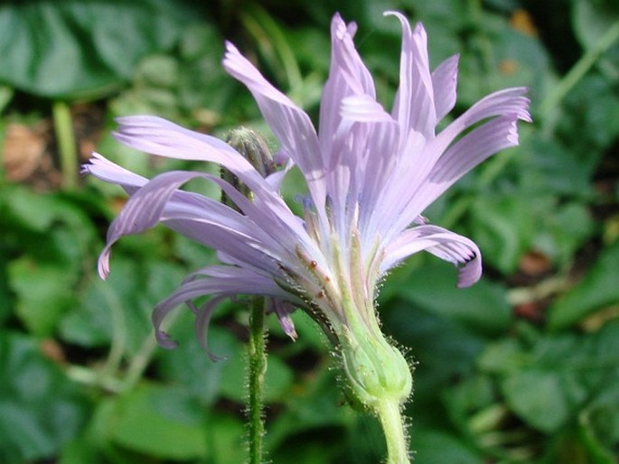 Cicerbita macrophylla