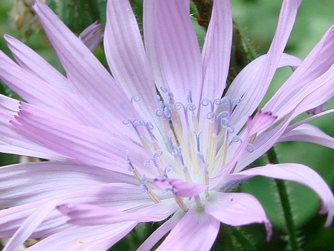 Cicerbita macrophylla