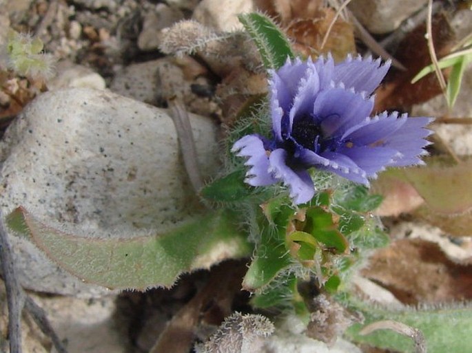 Cichorium pumilum