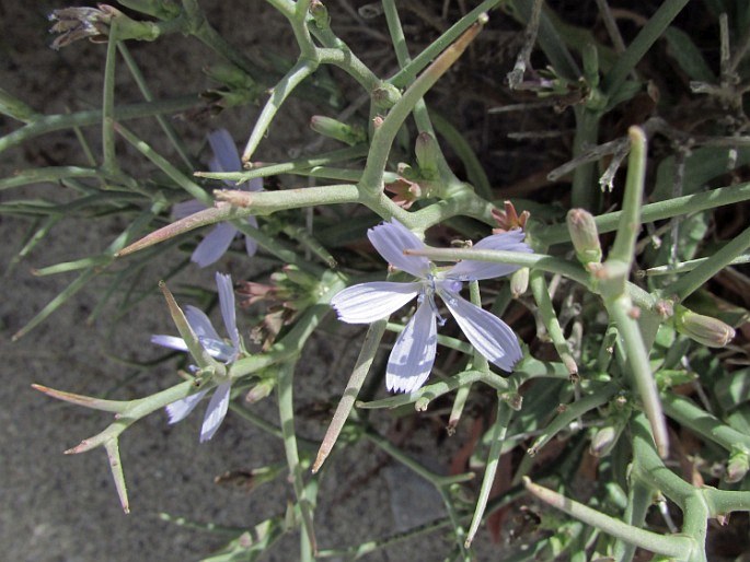 Cichorium spinosum