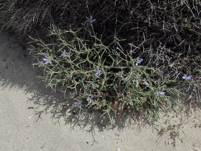 Cichorium spinosum