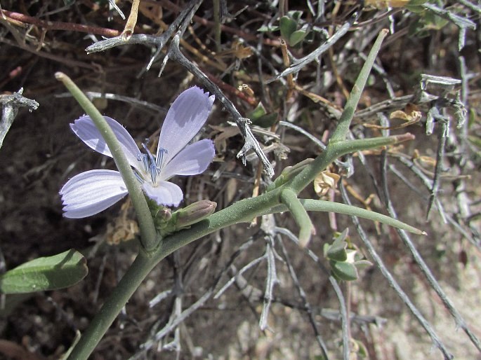 Cichorium spinosum