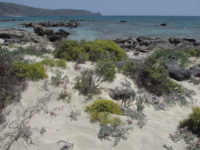 Cichorium spinosum