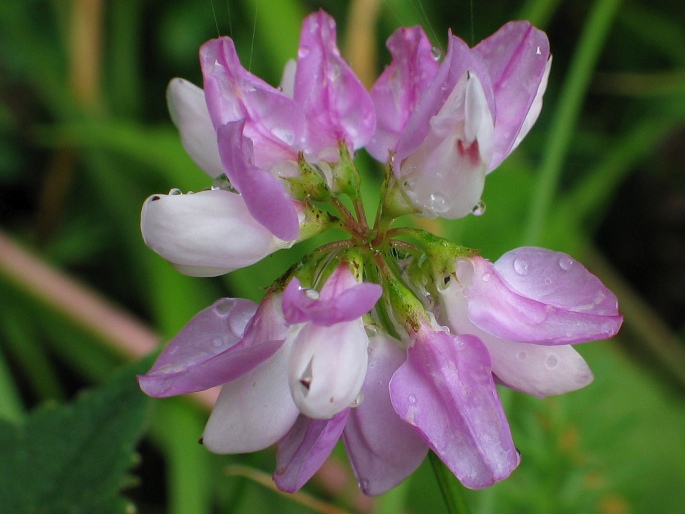 Coronilla varia