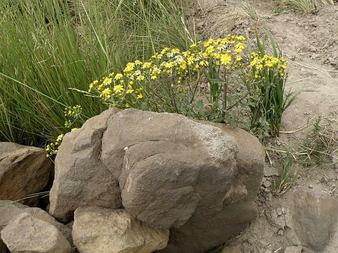 Cineraria abyssinica