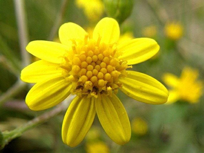 Cineraria abyssinica