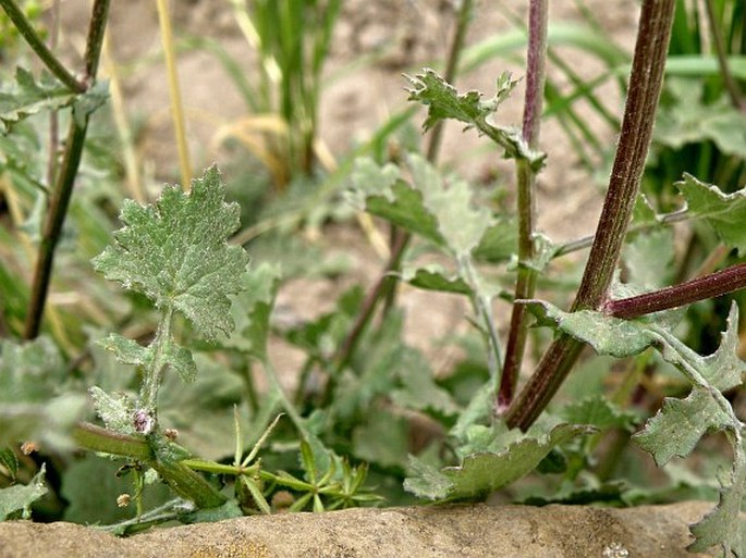 Cineraria abyssinica