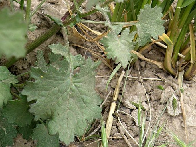 Cineraria abyssinica