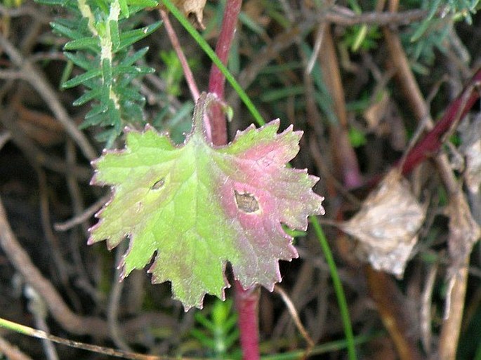 Cineraria abyssinica