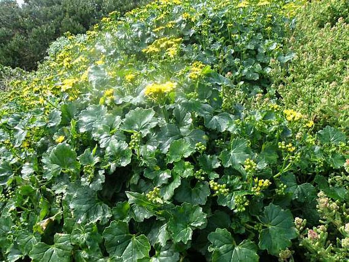 Cineraria geifolia