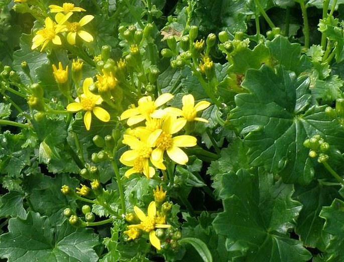 Cineraria geifolia