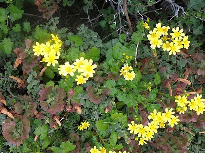 Cineraria geifolia