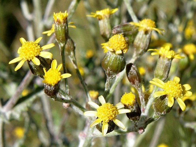 Cineraria sebaldii