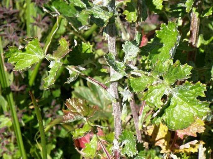 Cineraria sebaldii