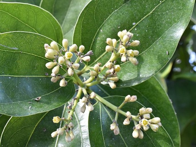 Cinnamomum cassia