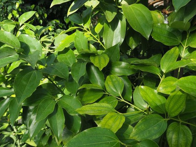 Cinnamomum cassia