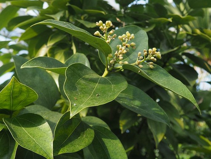 Cinnamomum cassia