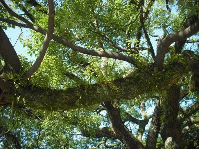 Cinnamomum camphora