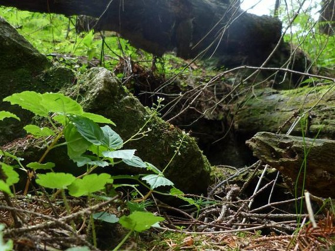 Circaea alpina