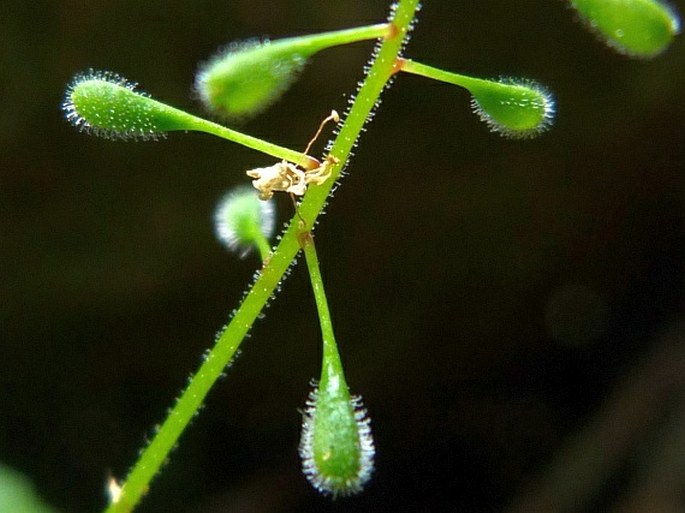 Circaea alpina