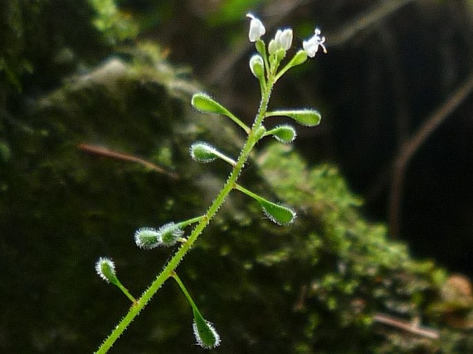 Circaea alpina