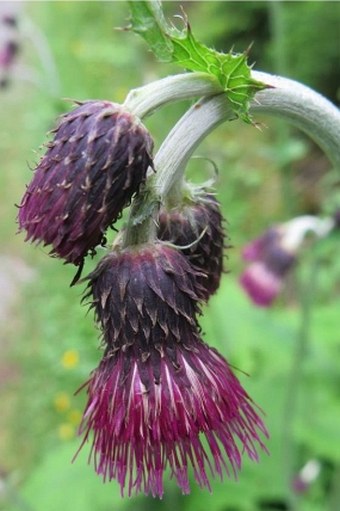 Cirsium greimleri