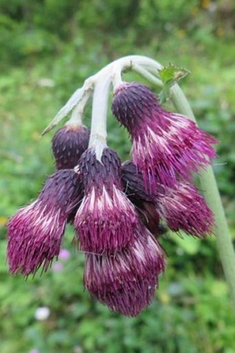 Cirsium greimleri