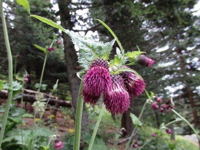 Cirsium greimleri