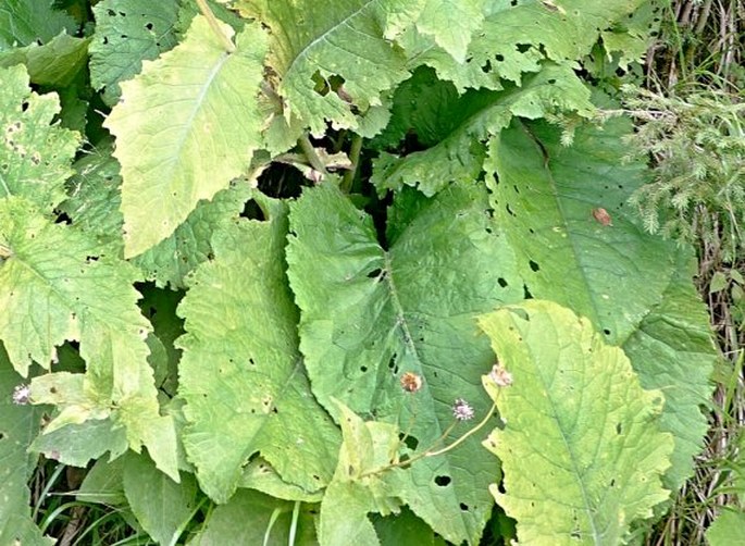 Cirsium greimleri